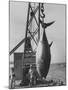 337 Lb. Tuna Caught at Cabo Blanco, Peru by Member of the Cabo Blanco Fishing Club-Frank Scherschel-Mounted Photographic Print