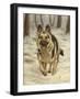 339-John Silver-Framed Giclee Print