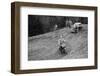 347 cc Ariel of F Gooding competing in the MCC Edinburgh Trial, Roxburghshire, Scotland, 1938-Bill Brunell-Framed Photographic Print