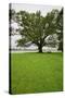 350 year old Willow-Oak of Shirley Plantation on the James River, Virginia-null-Stretched Canvas