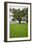 350 year old Willow-Oak of Shirley Plantation on the James River, Virginia-null-Framed Photographic Print