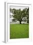 350 year old Willow-Oak of Shirley Plantation on the James River, Virginia-null-Framed Photographic Print