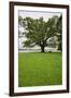 350 year old Willow-Oak of Shirley Plantation on the James River, Virginia-null-Framed Premium Photographic Print