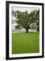 350 year old Willow-Oak of Shirley Plantation on the James River, Virginia-null-Framed Premium Photographic Print