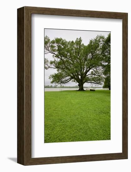 350 year old Willow-Oak of Shirley Plantation on the James River, Virginia-null-Framed Photographic Print