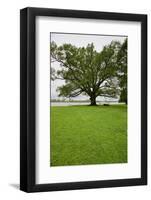 350 year old Willow-Oak of Shirley Plantation on the James River, Virginia-null-Framed Photographic Print
