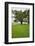 350 year old Willow-Oak of Shirley Plantation on the James River, Virginia-null-Framed Photographic Print