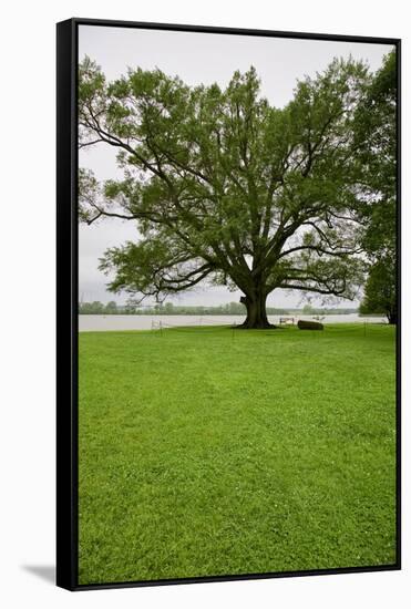350 year old Willow-Oak of Shirley Plantation on the James River, Virginia-null-Framed Stretched Canvas