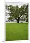 350 year old Willow-Oak of Shirley Plantation on the James River, Virginia-null-Framed Premium Photographic Print
