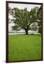 350 year old Willow-Oak of Shirley Plantation on the James River, Virginia-null-Framed Premium Photographic Print