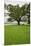 350 year old Willow-Oak of Shirley Plantation on the James River, Virginia-null-Mounted Premium Photographic Print