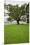 350 year old Willow-Oak of Shirley Plantation on the James River, Virginia-null-Mounted Premium Photographic Print