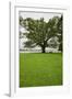 350 year old Willow-Oak of Shirley Plantation on the James River, Virginia-null-Framed Photographic Print