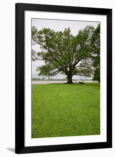 350 year old Willow-Oak of Shirley Plantation on the James River, Virginia-null-Framed Photographic Print