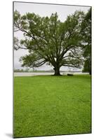 350 year old Willow-Oak of Shirley Plantation on the James River, Virginia-null-Mounted Photographic Print