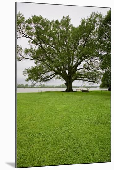 350 year old Willow-Oak of Shirley Plantation on the James River, Virginia-null-Mounted Photographic Print