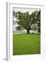 350 year old Willow-Oak of Shirley Plantation on the James River, Virginia-null-Framed Photographic Print