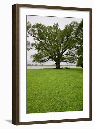 350 year old Willow-Oak of Shirley Plantation on the James River, Virginia-null-Framed Photographic Print