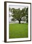 350 year old Willow-Oak of Shirley Plantation on the James River, Virginia-null-Framed Photographic Print