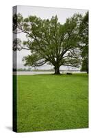 350 year old Willow-Oak of Shirley Plantation on the James River, Virginia-null-Stretched Canvas