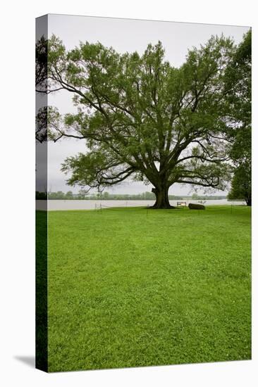 350 year old Willow-Oak of Shirley Plantation on the James River, Virginia-null-Stretched Canvas