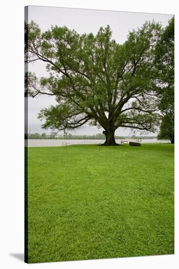 350 year old Willow-Oak of Shirley Plantation on the James River, Virginia-null-Stretched Canvas