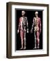 3D illustration of full human skeleton with muscles, veins and arteries, black background.-Leonello Calvetti-Framed Art Print