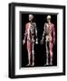 3D illustration of full human skeleton with muscles, veins and arteries, black background.-Leonello Calvetti-Framed Art Print