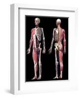 3D illustration of full human skeleton with muscles, veins and arteries, black background.-Leonello Calvetti-Framed Art Print