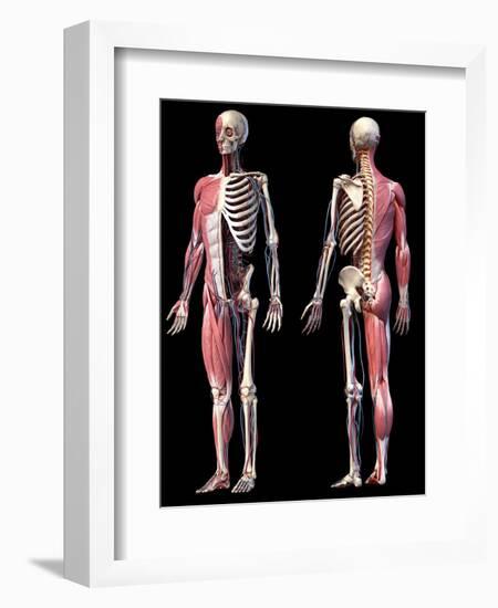 3D illustration of full human skeleton with muscles, veins and arteries, black background.-Leonello Calvetti-Framed Art Print