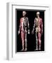 3D illustration of full human skeleton with muscles, veins and arteries, black background.-Leonello Calvetti-Framed Art Print