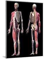 3D illustration of full human skeleton with muscles, veins and arteries, black background.-Leonello Calvetti-Mounted Art Print