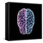 3D illustration of human brain cerebrum with network nodes.-Hank Grebe-Framed Stretched Canvas