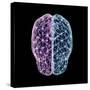 3D illustration of human brain cerebrum with network nodes.-Hank Grebe-Stretched Canvas