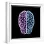 3D illustration of human brain cerebrum with network nodes.-Hank Grebe-Framed Art Print