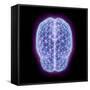 3D illustration of human brain cerebrum with network nodes.-Hank Grebe-Framed Stretched Canvas