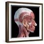 3D illustration of human facial muscles, lateral view, black background.-Leonello Calvetti-Framed Art Print