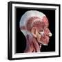 3D illustration of human facial muscles, lateral view, black background.-Leonello Calvetti-Framed Art Print