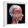 3D illustration of human facial muscles, lateral view, black background.-Leonello Calvetti-Framed Art Print
