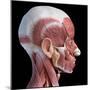 3D illustration of human facial muscles, lateral view, black background.-Leonello Calvetti-Mounted Art Print