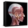 3D illustration of human facial muscles, lateral view, black background.-Leonello Calvetti-Framed Stretched Canvas