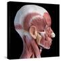 3D illustration of human facial muscles, lateral view, black background.-Leonello Calvetti-Stretched Canvas