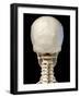 3D illustration of human skull anatomy, rear view on black background-Leonello Calvetti-Framed Art Print