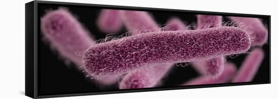 3D illustration of the rod-shaped, drug-resistant, Shigella bacteria.-Stocktrek Images-Framed Stretched Canvas