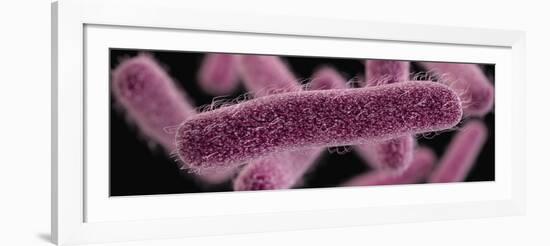 3D illustration of the rod-shaped, drug-resistant, Shigella bacteria.-Stocktrek Images-Framed Art Print