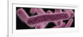 3D illustration of the rod-shaped, drug-resistant, Shigella bacteria.-Stocktrek Images-Framed Art Print