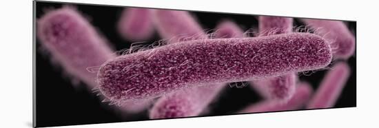 3D illustration of the rod-shaped, drug-resistant, Shigella bacteria.-Stocktrek Images-Mounted Art Print