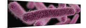 3D illustration of the rod-shaped, drug-resistant, Shigella bacteria.-Stocktrek Images-Mounted Art Print