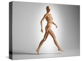 3D Rendering of a Naked Woman Walking, with Skeletal Bones Superimposed-null-Stretched Canvas