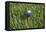 3D Rendering of an Earth Golf Ball on Tee in the Grass-null-Framed Stretched Canvas